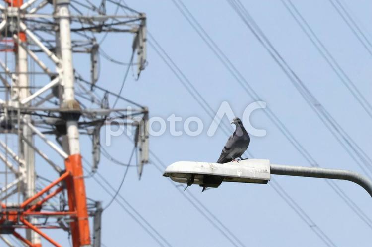 街灯にとまる都会の鳩 鉄塔,ハト,電線の写真素材