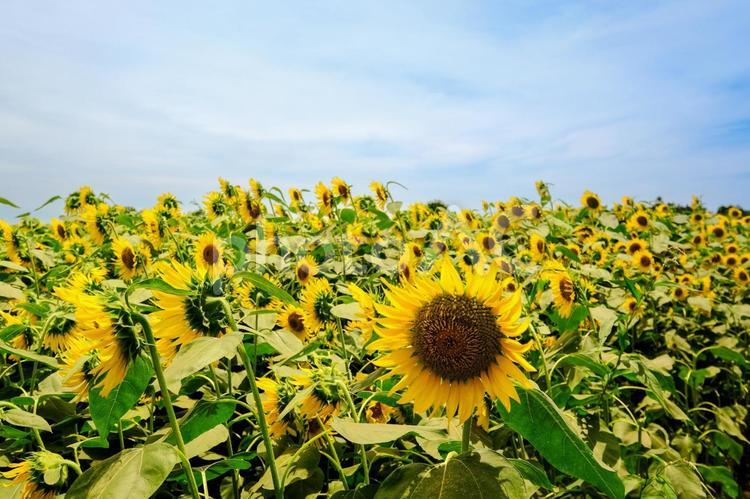 真夏のひまわり畑 ひまわり,真夏,夏空の写真素材