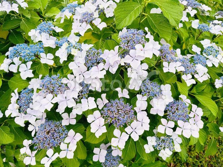 鮮やかなあじさい 紫陽花,あじさい,花の写真素材