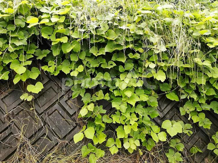雑草の繁殖力（コンクリート塀）　事例 雑草,繁殖力,繁殖の写真素材