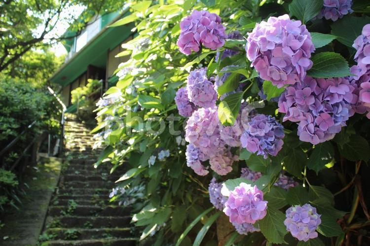 紫陽花　明月院　鎌倉　 紫陽花,明月院,あじさいの写真素材