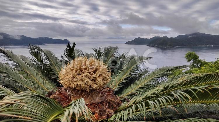 ソテツの雌花の奥に広がる大島海峡の海２ 奄美,奄美大島,海の写真素材