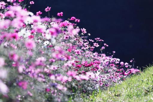 カラフルなコスモス畑 カラフルなコスモス畑 コスモス,秋,花の写真素材