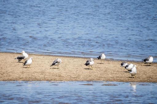 ウミネコの若鳥⑿ ウミネコの若鳥⑿ 鳥,ウミネコ,若鳥の写真素材