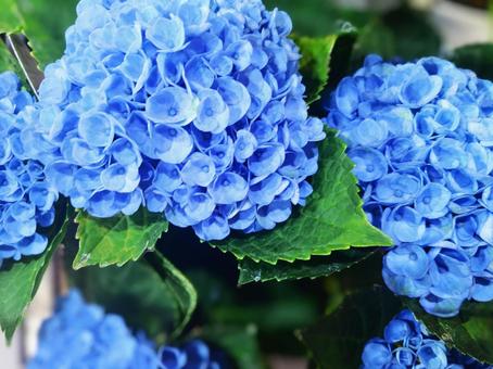 Photo, hydrangea, rainy season, blue, 