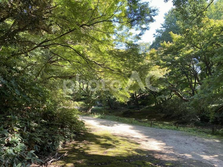 木漏れ日の小道 木漏れ日,緑,森の写真素材