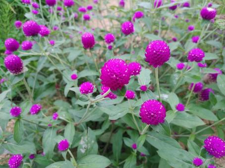 千日紅 センニチコウ,かわいい,カワイイの写真素材