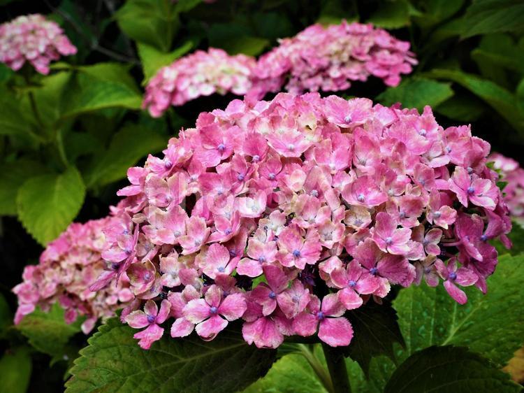 大輪のピンクの紫陽花（あじさい）の花 紫陽花,あじさい,アジサイの写真素材