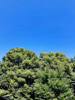 樹木 樹木 樹木,木,枝の写真素材