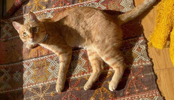 猫 トラネコ,茶トラ,ねこの写真素材