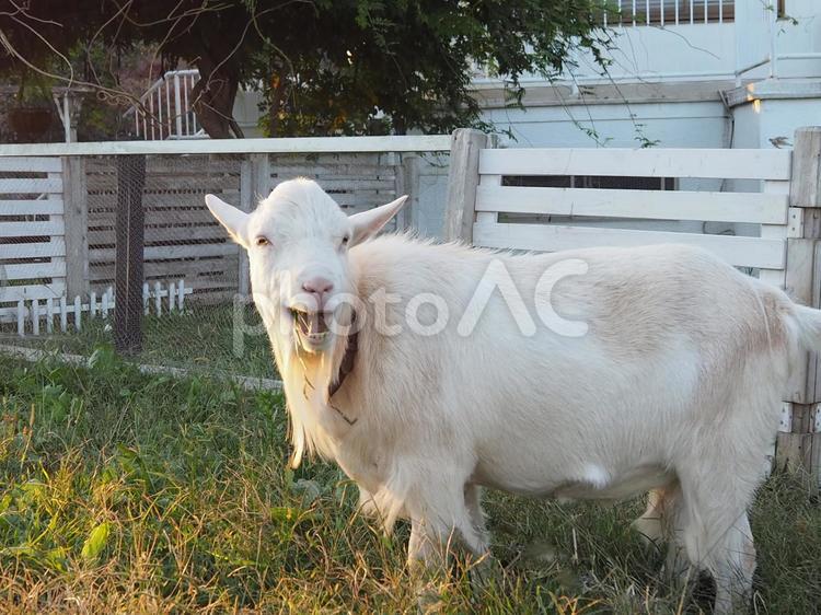 草！ウメェ～～！ ヤギ,動物,家畜の写真素材