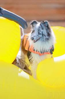 シェルティ シェルティの写真
