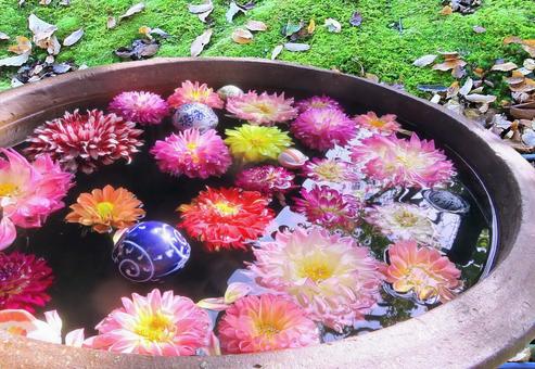 花手水・エフェクト/由志園 花手水,ダリア,花の写真素材
