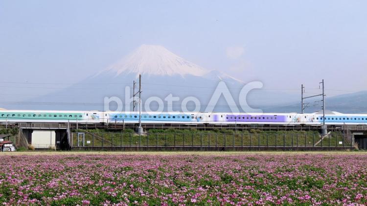 レンゲ畑と特別塗装の東海道新幹線 蓮華草,春,東海道新幹線の写真素材