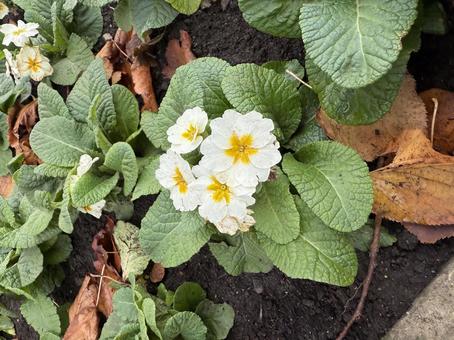 白い花 花,白,緑の写真素材