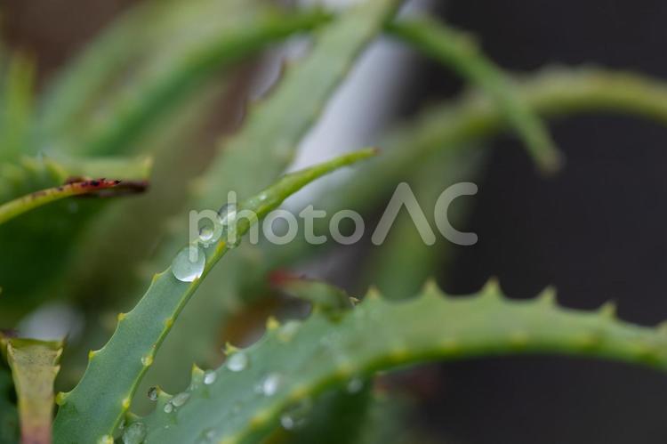 アロエとシズク アロエ,滴,雫の写真素材