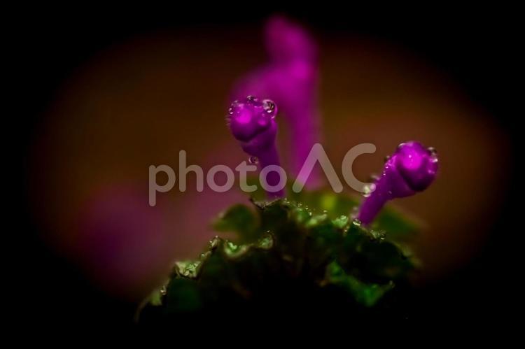 ＜五島の自然＞雨上がりのホトケノザ 風景,植物,花の写真素材