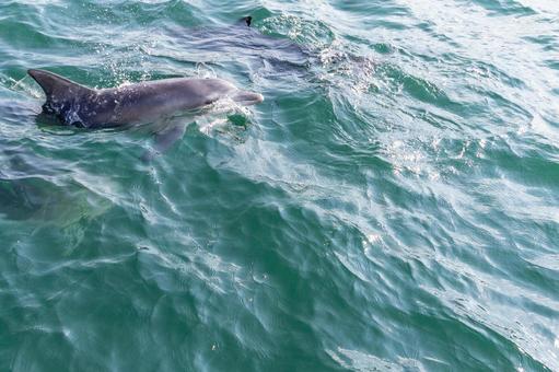 海面から鼻を出したイルカ 海面から鼻を出したイルカの写真