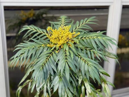 ホソバヒイラギナンテンの花 ホソバヒイラギナンテン,つぼみ,1月の写真素材