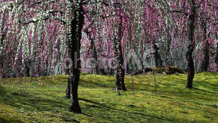 城南宮～春の舞 梅,垂れ梅,花の写真素材