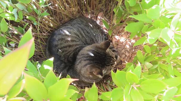 笹の植込みに籠城中のもふもふな猫様 猫,キジトラ,寝転ぶの写真素材