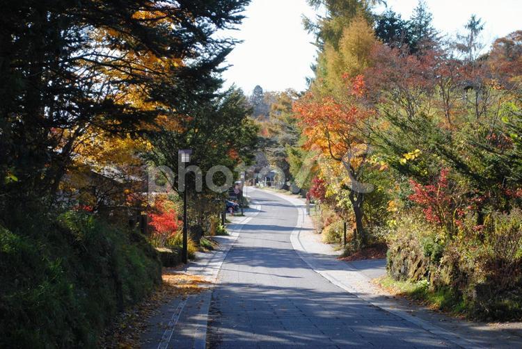 軽井沢中山道追分宿の紅葉秋 軽井沢,長野県,追分宿の写真素材