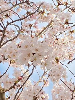 桜 桜 の写真