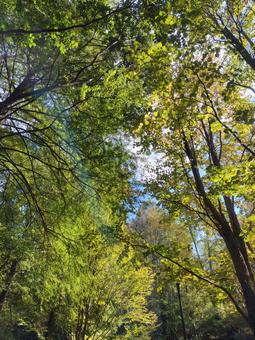 こもれび こもれび,太陽光,公園の写真素材
