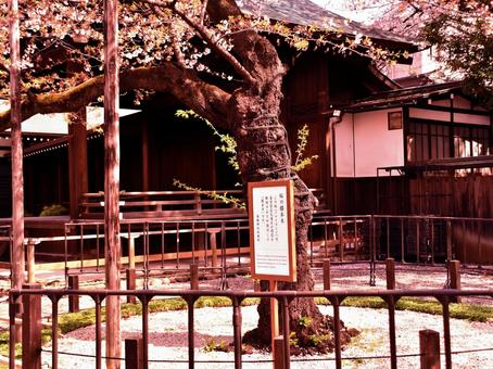 桜に囲まれた静かな神社の風景 桜に囲まれた静かな神社の風景 神社,桜,春の写真素材