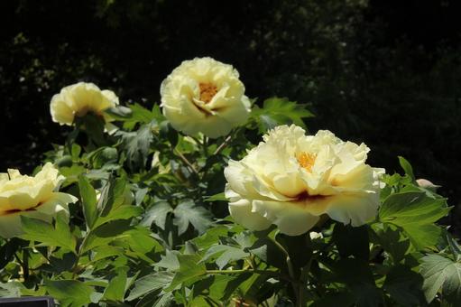 Photo, button, blooming landscape, shrub, 