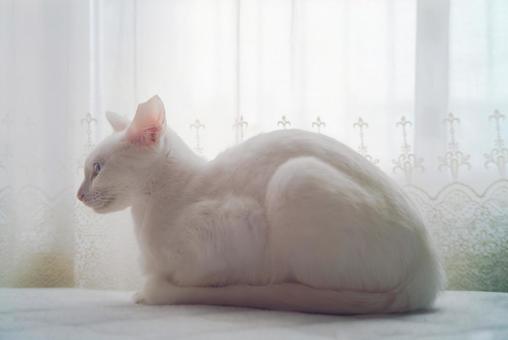 白猫の全身 白猫の全身 猫,白猫,ペットの写真素材