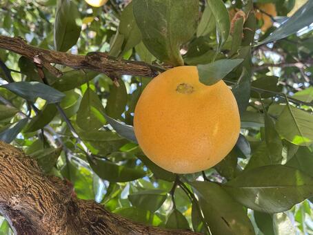 ネーブル ネーブルオレンジ,柑橘,ネーブルの木の写真素材