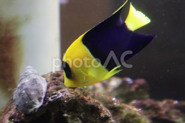 黄色と黒のソメワケヤッコ ソメワケヤッコ,キンチャクダイ,エンゼルフィッシュの写真素材