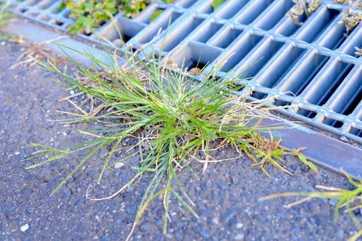 コンクリートの隙間に生える雑草 コンクリートの隙間に生える雑草の写真