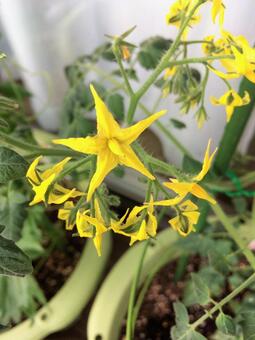 トマトの花 トマトの花 トマト,花,野菜の写真素材