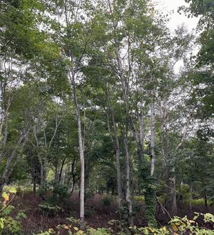 緑に囲まれた森林の風景 森林,森,自然の写真素材