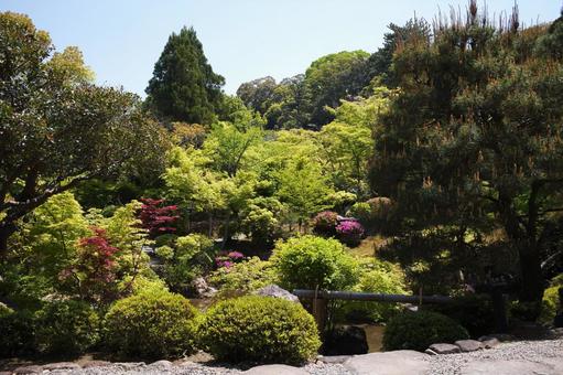 Photo, nara park, jicheng garden, fresh green, 