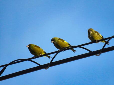 電線に留まる3羽のカワラヒワ カワラヒワ,野鳥,動物の写真素材