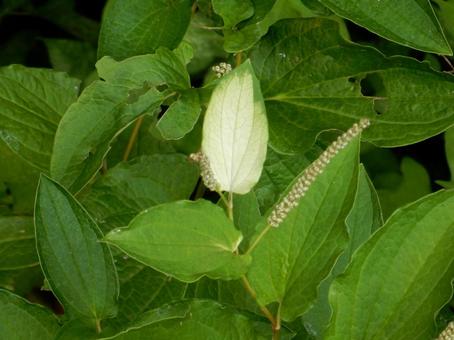 [Flower Photo] Pinctada gracilis, JPG