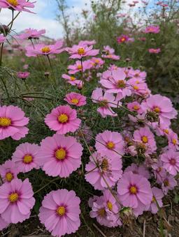 健気なコスモスの写真