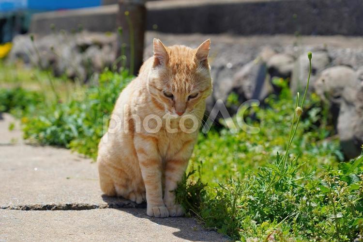 どこを見ているのかな猫ちゃん ねこ,猫,動物の写真素材