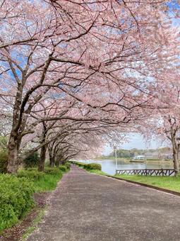 桜並木 桜並木 桜,春,桜並木の写真素材