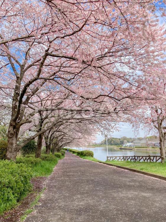 桜並木 桜,春,桜並木の写真素材