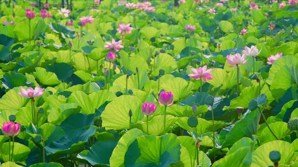 ハスの花 ハスの花の写真
