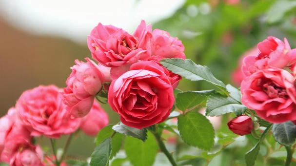 河津バカテル公園　秋バラ 薔薇,秋,花の写真素材