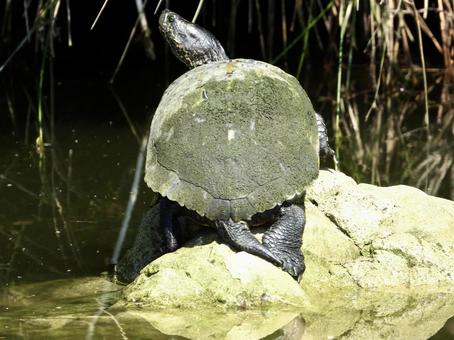 岩の上で甲羅干しをするカメ 岩の上で甲羅干しをするカメの写真