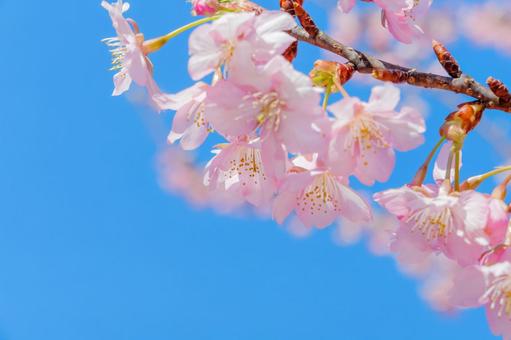 青空に映える河津桜の花びら 青空に映える河津桜の花びらの写真