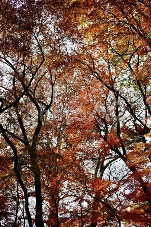 秋の色に染まったモミジ 紅葉,秋,風景の写真素材