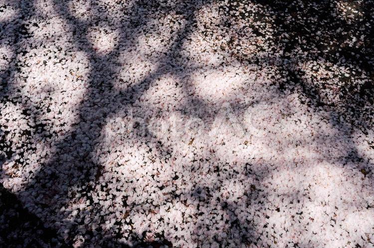 桜の絨毯と影 桜,花びら,絨毯の写真素材
