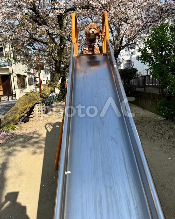 桜と滑り台とワンコ 桜,滑り台,犬の写真素材